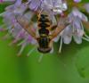 364214 – Photo : Oryctes – France (59)